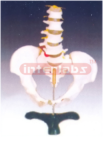 Life-size Pelvis with 5 pcs lumbar vertebrae